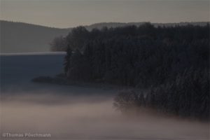 Verschneiter Wald Nahaufnahme