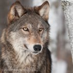 Wolf im Schnee