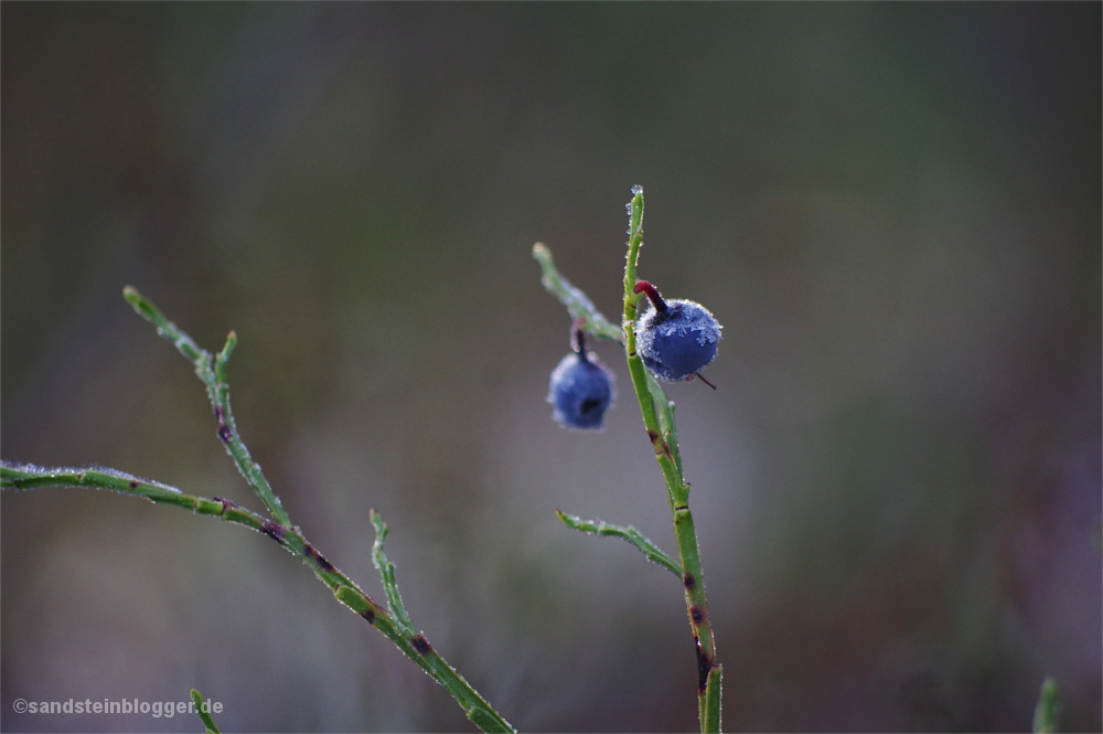 Eisverkrustete Blaubeeren