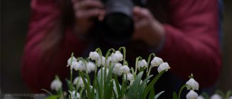 Märzenbecher, dahinter eine Fotografin