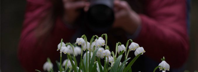 Märzenbecherblüte im Polenztal Märzenbecher, dahinter eine Fotografin