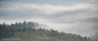 Morgennebel über dem Wald