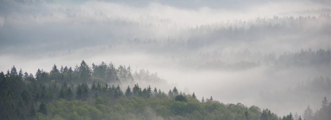 Morgennebel über dem Wald