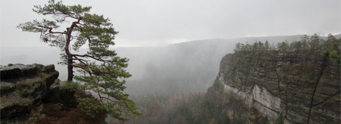 Einsame Kiefer auf einem Felsriff, dahinter Nebel und Regenwolken