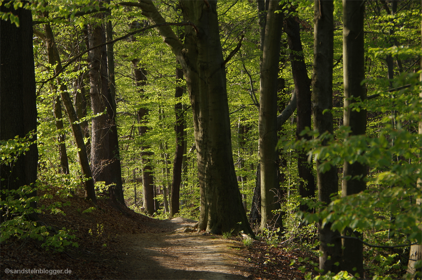 Wanderweg durch lichten Buchenwald