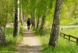 Ein schmaler Weg zwischen Birken und ein einsamer Wanderer.