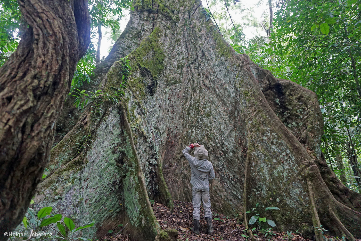 Mann steht vor der gigantischen Wurzel eines Dschungelriesen