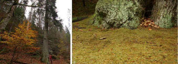 Die Riesenfichte in der Kirnitzschklamm ist vom Borkenkäfer befallen