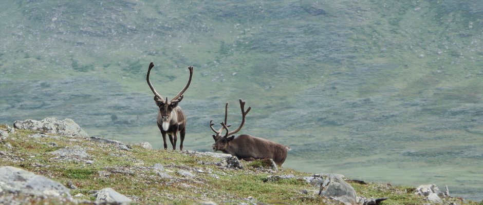 Nomaden der Tundra